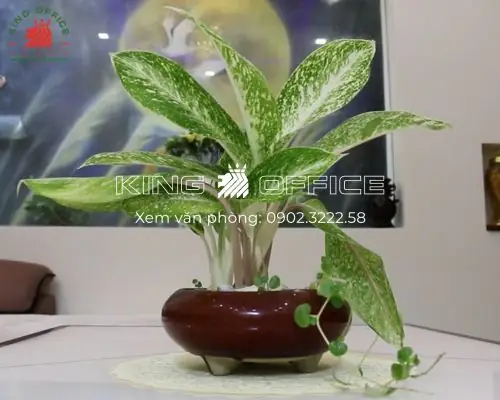 Cách Chăm Sóc Cây Phong Thủy Trên Bàn Làm Việc Để Duy Trì Năng Lượng Tích Cực Cách Chăm Sóc Cây Phong Thủy Trên Bàn Làm Việc Để Duy Trì Năng Lượng Tích Cực