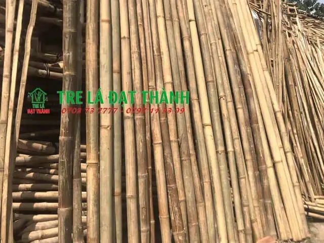 Vì Sao Cây Trúc Được Ưa Chuộng Trong Trang Trí?