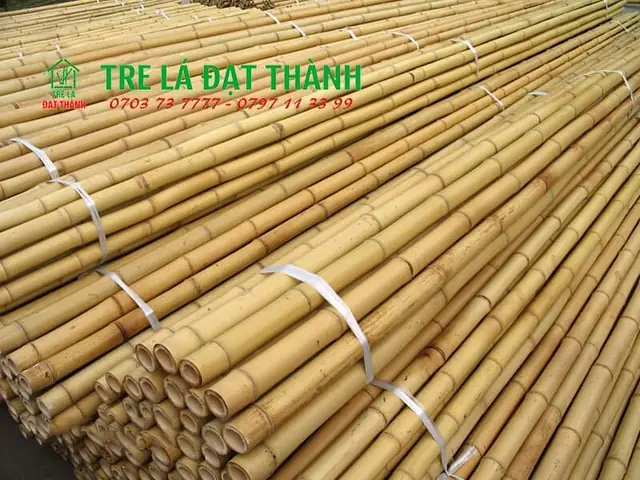 Báo Giá Cây Trúc Khô Trang Trí Tại Tp.hcm