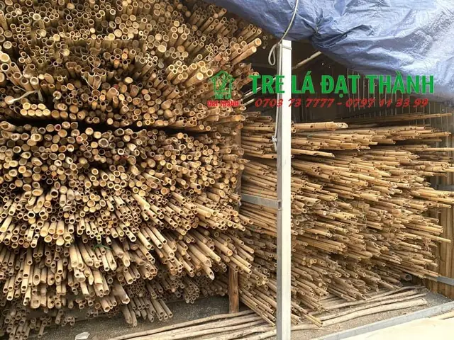 Quy Trình Xử Lý Chống Mối Mọt Cho Cây Trúc Khô Nguyên Liệu