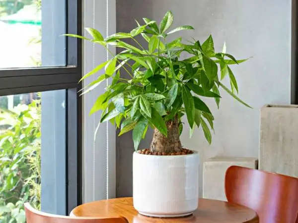 Cây Phong Thủy Để Phòng Ngủ Thanh Lọc Không Khí, Nâng Cao Sức Khỏe