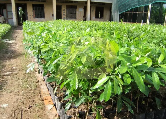 Đặc Tính Sinh Thái Và Đặc Điểm Hình Thái Cây Xà Cừ Đặc Tính Sinh Thái Và Đặc Điểm Hình Thái Cây Xà Cừ