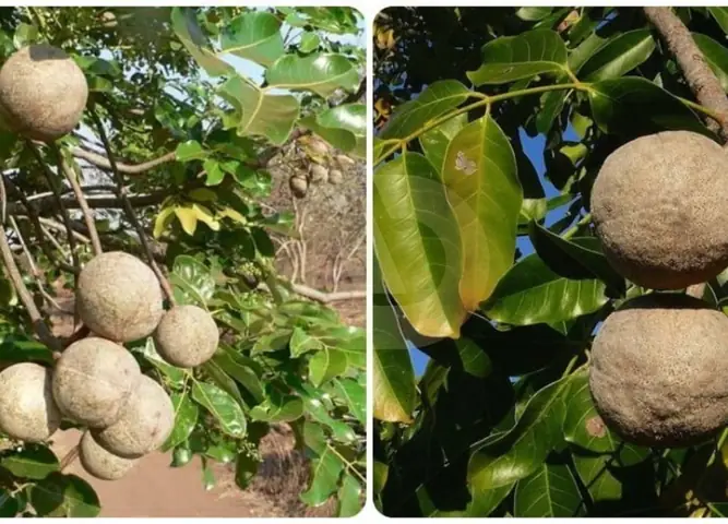 Đặc Tính Sinh Thái Và Đặc Điểm Hình Thái Cây Xà Cừ Đặc Tính Sinh Thái Và Đặc Điểm Hình Thái Cây Xà Cừ