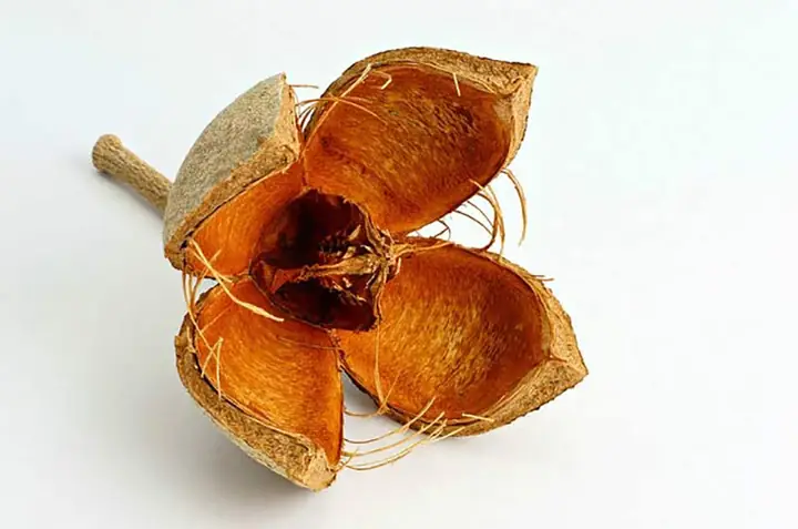 Đặc Tính Sinh Thái Và Đặc Điểm Hình Thái Của Cây Xà Cừ: