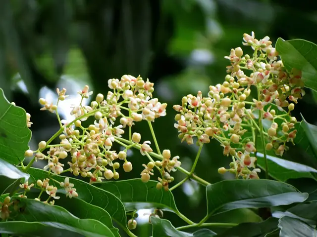 Đặc Tính Sinh Thái Và Đặc Điểm Hình Thái Của Cây Xà Cừ: