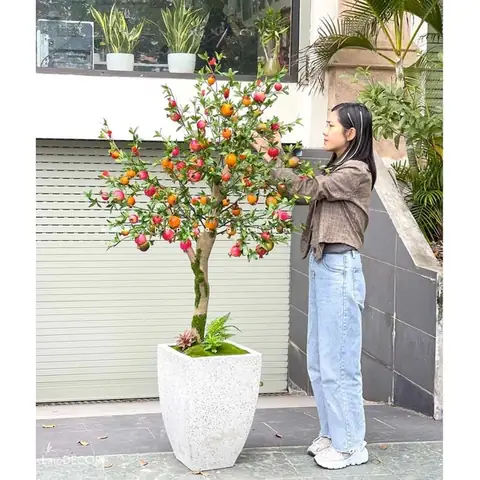 Cây Lựu Giả Trang Trí- Tổng Hợp Những Chậu Cây Lựu ...