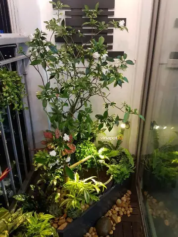 20+ Mẫu Chậu Trồng Cây Ban Công Đẹp Nhất Cho Bạn Tham Khảo