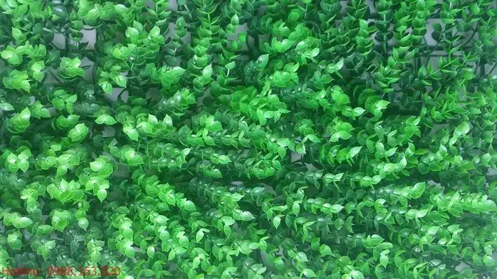 Co-nhua-la-tai-chuot Co-nhua-la-tai-chuot