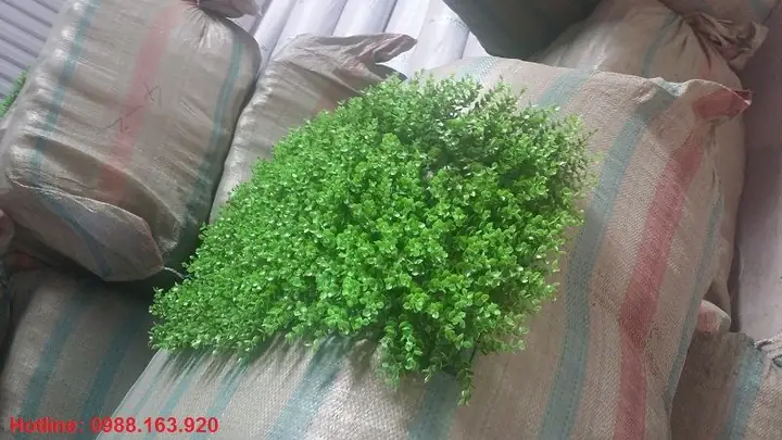 Một Số Hình Ảnh Kho Thảm Cỏ Trang Trí Công Ty Chúng Tôi Một Số Hình Ảnh Kho Thảm Cỏ Trang Trí Công Ty Chúng Tôi