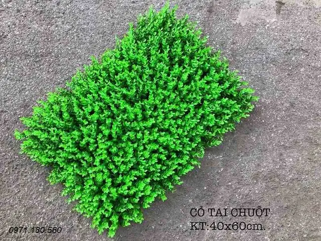 + Cỏ Nhựa Tai Chuột + Cỏ Nhựa Tai Chuột