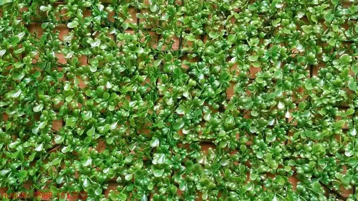 Co-nhua-la-cai-xoong Co-nhua-la-cai-xoong