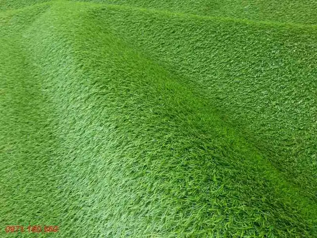 + Thảm Cỏ Nhân Tạo Cao 3cm Đế 3 Lớp Chất Lượng Cao + Thảm Cỏ Nhân Tạo Cao 3cm Đế 3 Lớp Chất Lượng Cao