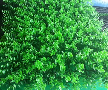 Cỏ Tai Chuột Giá Rẻ Tphcm – 0908.099.892 Cỏ Tai Chuột Giá Rẻ Tphcm – 0908.099.892