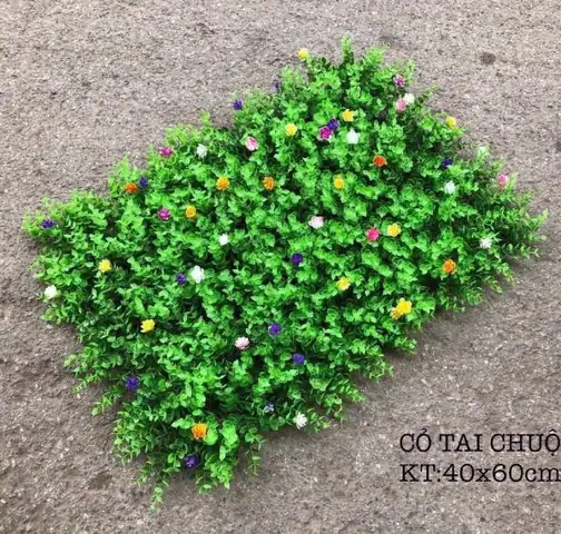 Cỏ Tai Chuột Hoa Cỏ Tai Chuột Hoa