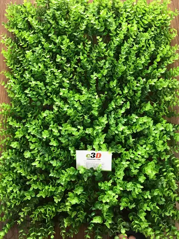 Cỏ Tai Chuột Giá Rẻ - Mẫu Đẹp, Thường Dùng Trang Trí Tường Cây Nhựa ... Cỏ Tai Chuột Giá Rẻ - Mẫu Đẹp, Thường Dùng Trang Trí Tường Cây Nhựa ...