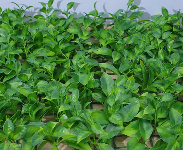 Thảm Cỏ Lá Chè