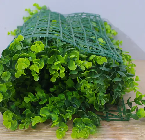 10 Thảm Cỏ Tai Trâu To