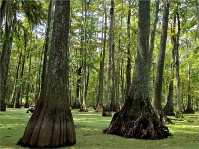 Đồ Gỗ Nội Thất Hàn Quốc