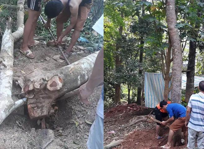 Giá Gỗ Đinh Hương 2019 Giá Gỗ Đinh Hương 2019