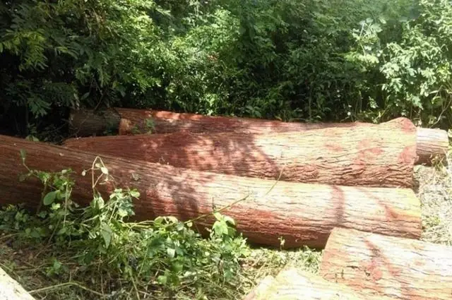 Gỗ Xoan Hương Là Gì?