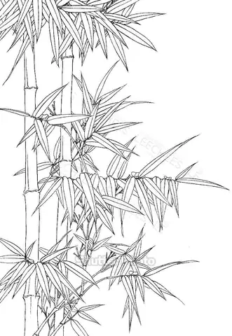 Hình Ảnh Cho Hình Vẽ Cây Tre Trang Trí: