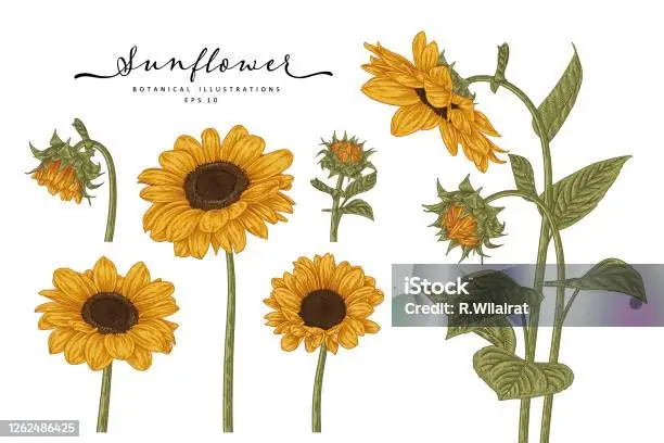 Hình Ảnh Cho Vẽ Hoa Dây Trang Trí: