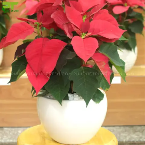 10. Hoa Trạng Nguyên