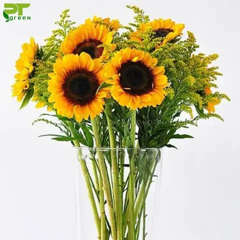 Hoa Hướng Dương