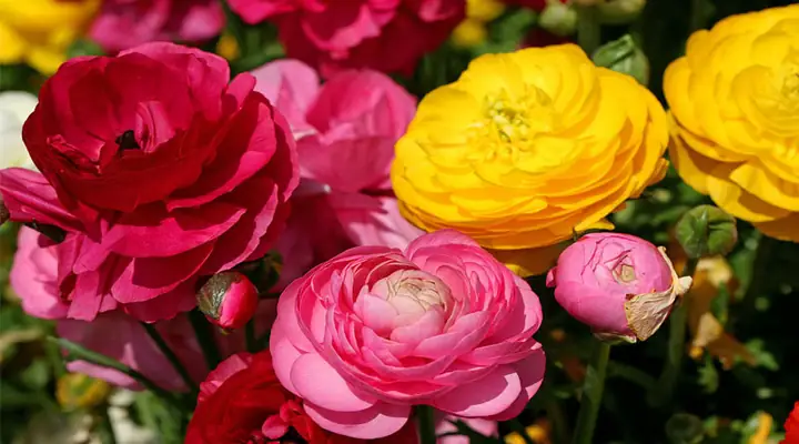 Mách Bạn Cách Làm Hoa Giấy Ngày Tết