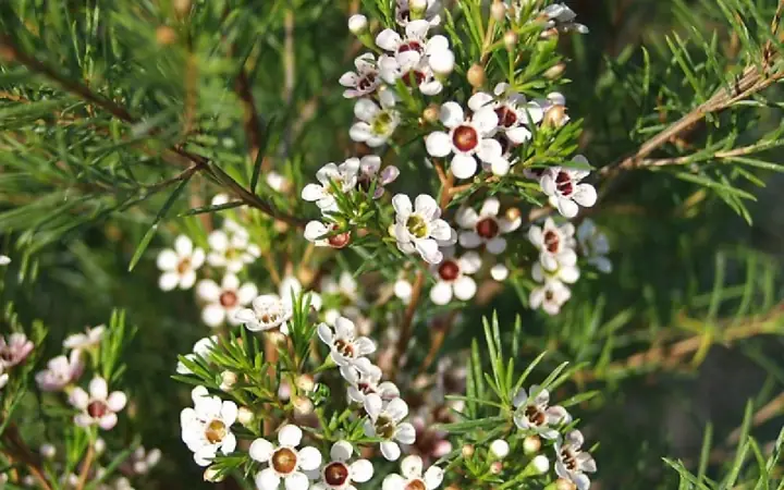 Lọ Hoa Thanh Liễu Đẹp Dùng Để Cắm Hoa Nào Phù Hợp?