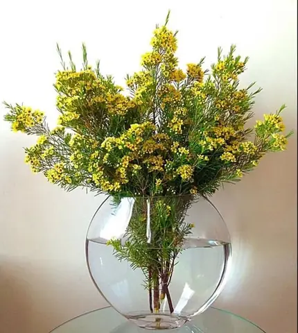 Lọ Hoa Thanh Liễu Đẹp Dùng Để Cắm Hoa Nào Phù Hợp?