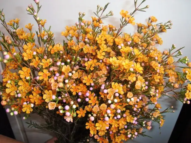 Lọ Hoa Thanh Liễu Đẹp Dùng Để Cắm Hoa Nào Phù Hợp?