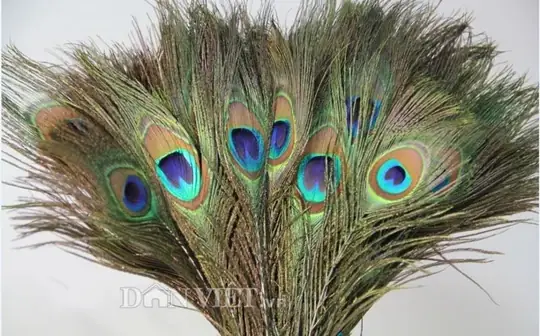 Lông Công Trang Trí Bàn Thờ Có Ý Nghĩa Gì Trong Phong Thủy? Lông Công Trang Trí Bàn Thờ Có Ý Nghĩa Gì Trong Phong Thủy?