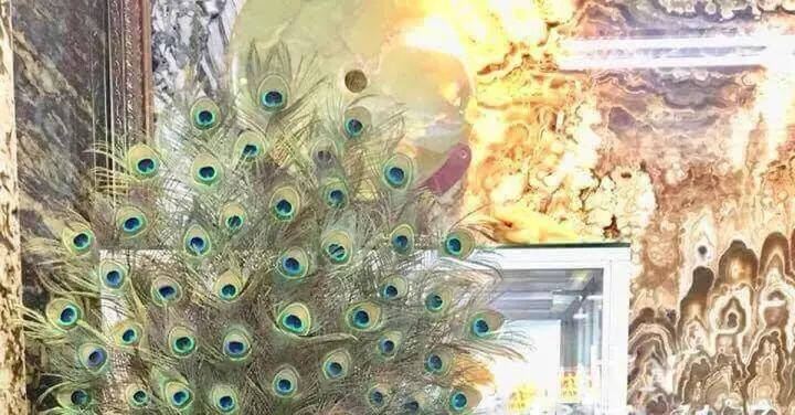 Lông Công Trang Trí Bàn Thờ Có Ý Nghĩa Gì Trong Phong Thủy? Lông Công Trang Trí Bàn Thờ Có Ý Nghĩa Gì Trong Phong Thủy?