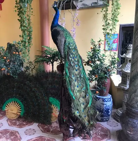 Lông Công Trang Trí Bàn Thờ Có Ý Nghĩa Gì Trong Phong Thủy? Lông Công Trang Trí Bàn Thờ Có Ý Nghĩa Gì Trong Phong Thủy?