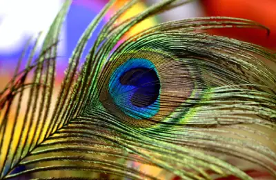 Lông Công Trang Trí Bàn Thờ Có Ý Nghĩa Gì Trong Phong Thủy? Lông Công Trang Trí Bàn Thờ Có Ý Nghĩa Gì Trong Phong Thủy?