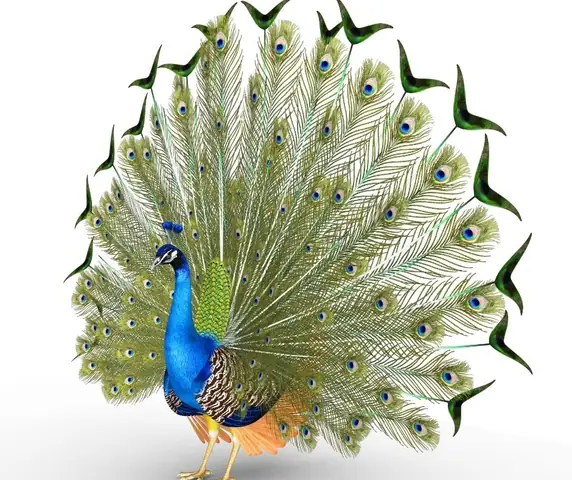 Lông Công Trang Trí Bàn Thờ Có Ý Nghĩa Gì Trong Phong Thủy? Lông Công Trang Trí Bàn Thờ Có Ý Nghĩa Gì Trong Phong Thủy?