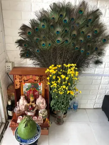 Lông Công Trang Trí Bàn Thờ Có Ý Nghĩa Gì Trong Phong Thủy? Lông Công Trang Trí Bàn Thờ Có Ý Nghĩa Gì Trong Phong Thủy?