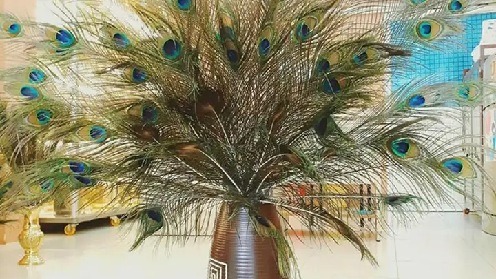 Lông Công Trang Trí Bàn Thờ Có Ý Nghĩa Gì Trong Phong Thủy? Lông Công Trang Trí Bàn Thờ Có Ý Nghĩa Gì Trong Phong Thủy?