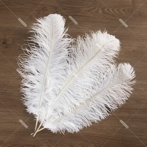15-80cm Lông Đà Điểu Trắng Dành Cho Trang Phục Và Trang Trí ...