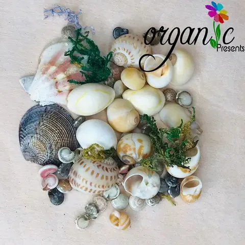 Vỏ Sò Ốc Trang Trí Nến/ Sáp Thơm