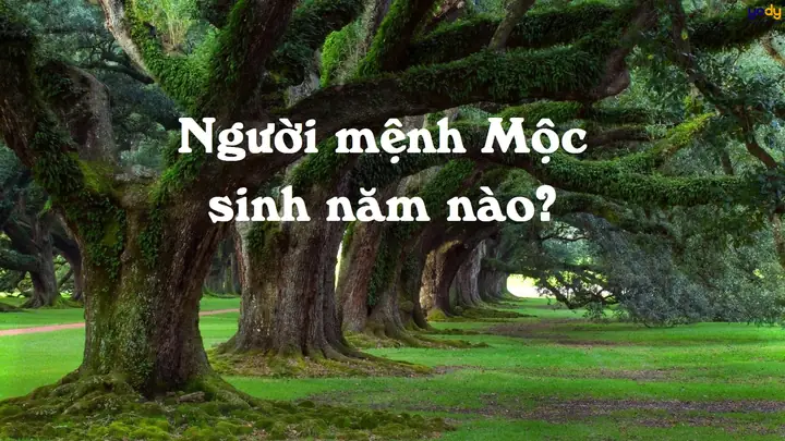 Người Thuộc Mệnh Mộc Sinh Năm Nào? Người Thuộc Mệnh Mộc Sinh Năm Nào?