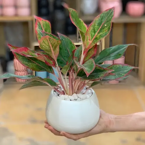 Cây Phong Lộc Hoa