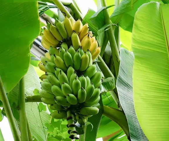 Loại Quả “tốt Nhất Thế Giới