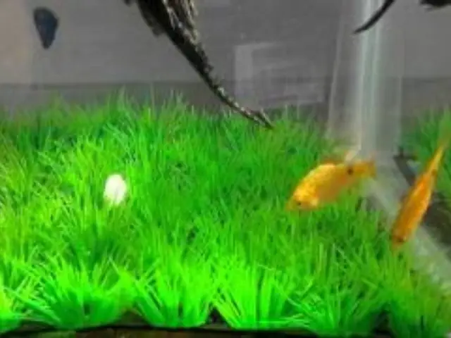 Mẫu Cỏ Giả Trang Trí, Thảm Cỏ Nhân Tạo Lót Hồ Cá | Xanh, Sạch Đẹp