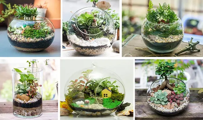 Tiểu Cảnh Mini Trong Nhà