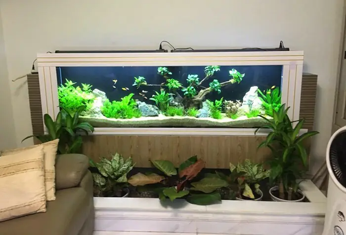 Tiểu Cảnh Bể Cá, Hồ Cá Trong Nhà