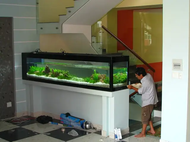 Tiểu Cảnh Bể Cá, Hồ Cá Trong Nhà