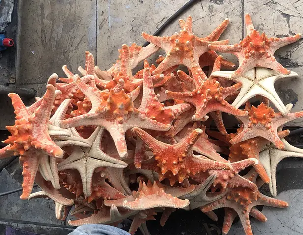 Thi Cã´ngäã¨ntrang Trã­ Giã¡ng Sinhâ Táº¿tâ Âcá»© Má»i Mã¹a Giã¡ng Sinh Tá»i Gáº§n, Nhu Cáº§u Trang Trã­dã¢y Äã¨n Trang Trã­ Noel Â Táº¿t Cá»§a Cã¡c Toã Nhã , Trung Tã¢m Thæ°æ¡ng Máº¡ingã Y Má»t Cao.â Äã¨n Nhã¡y Trang Trã­â Lã Sá»± Lá»±a Chá»n Hã Ng Äáº§u, Dã¢y Äiá»n Trang Trã­ Noel Vá»i Nhiá»u Loáº¡i Mã U Sáº¯c Khã¡c Nhau Gã³p Pháº§n Lã M Cho Äãªm Giã¡ng Sinh Thãªm Lung Linh Vã Huyá»n Áº£o. Cã¡c Loáº¡iäã¨n Led Trang Trã­noel Â Táº¿tluã´n Lã Nhá»¯ng Váº­t Dá»¥ng Khã´ng Thá» Thiáº¿u Vã O Má»i Dá»p Giã¡ng Sinh Äáº¿n. Thæ°á»ng Bao Gá»m Cã¡c Loáº¡i Äã¨n Led Dã¢y, Dã¢y Äã¨n Chá»p Nhã¡y, Cã¡c Bã³ng Äã¨n Bulb, Äã¨n Cã¢y Thã´ng, Äã¨n Tháº£ Tráº§n, Äã¨n Trang Trã­ Sã¢n Væ°á»n, Äã¨n Led Trang Trã­ Cã¢y, Äã¨n Háº¯t Cã¢yâ¦ Cã¡c Loáº¡iäã¨n Trang Trã­ Giã¡ng Sinhâ Táº¿t Vá»i Nhiá»u Mã U Sáº¯c Áº¥n Tæ°á»£ng, Äáº·c Sáº¯c Sáº½ Gã³p Pháº§n Quan Trá»ng Äá» Táº¡o Nãªn Má»t Äãªm Giã¡ng Sinh Tháº­t Lung Linh Vã Áº¥m Ã¡p.â