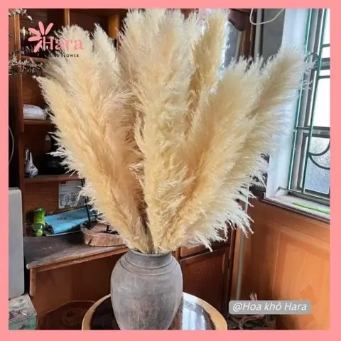 Hoa Cỏ Lau Khô Decor Trang Trí Nội Thất, Sự Kiện